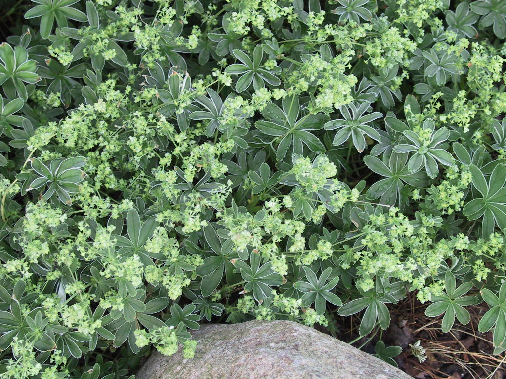 Alchemilla hoppeana 01.jpg